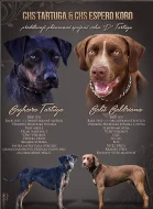 Louisiánský Leopardí Pes Catahoula