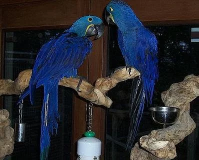 Ara Hyacint papoušek