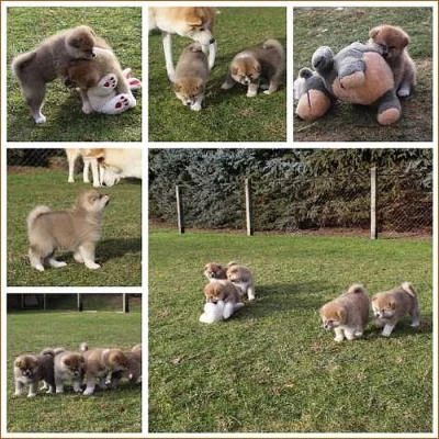 Akita-inu na prodej~6000 Kč