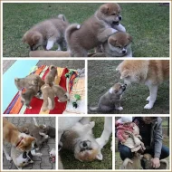 Akita-inu na prodej~6000 Kč