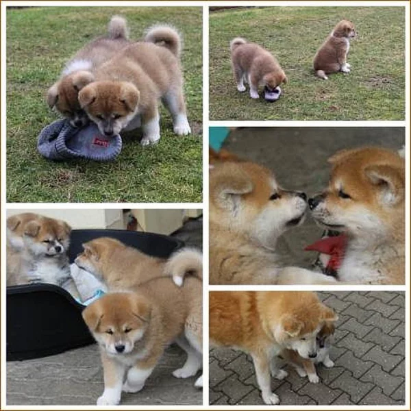 Akita-inu na prodej~6000 Kč