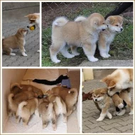 Akita-inu na prodej~6000 Kč