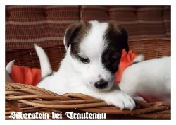 Jack Russell Terrier - Jack Russel