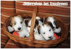 Jack Russell Terrier - Jack Russel
