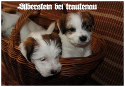 Jack Russell Terrier - Jack Russel