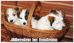 Jack Russell Terrier - Jack Russel