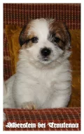 Jack Russell Terrier - Jack Russel