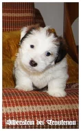 Jack Russell Terrier - Jack Russel