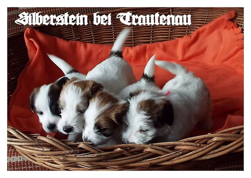 Jack Russell Terrier - Jack Russel