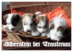Jack Russell Terrier - Jack Russel