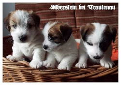 Jack Russell Terrier - Jack Russel