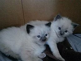 Nádherná kocicka RAGDOLL