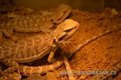 Terrabazar-Výstavní a prodejní teraristická burza