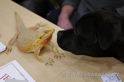 Terrabazar-Výstavní a prodejní teraristická burza