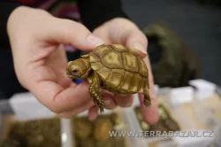 Terrabazar-Výstavní a prodejní teraristická burza