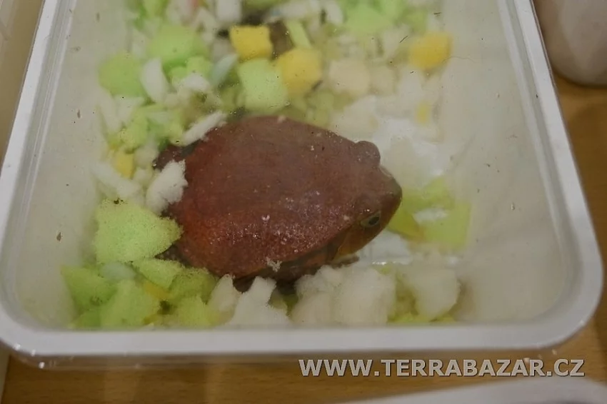 Terrabazar-Výstavní a prodejní teraristická burza