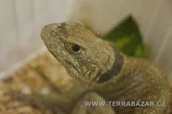 Terrabazar-Výstavní a prodejní teraristická burza
