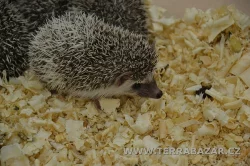 Terrabazar-Výstavní a prodejní teraristická burza