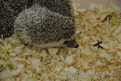 Terrabazar-Výstavní a prodejní teraristická burza