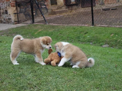 Štěňata Akita Inu.