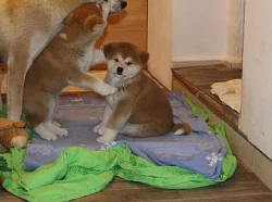 Štěňata Akita Inu.