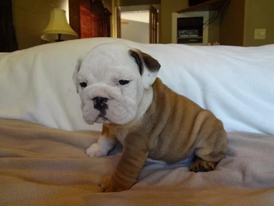 Bulldog, buldog, anglický buldok