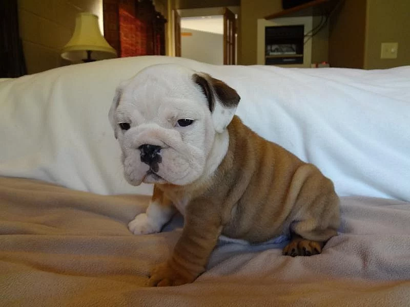 Bulldog, buldog, anglický buldok