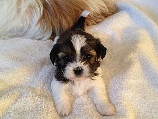 Štěňátka SHIH-TZU s PP