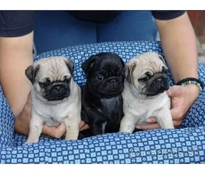 mops