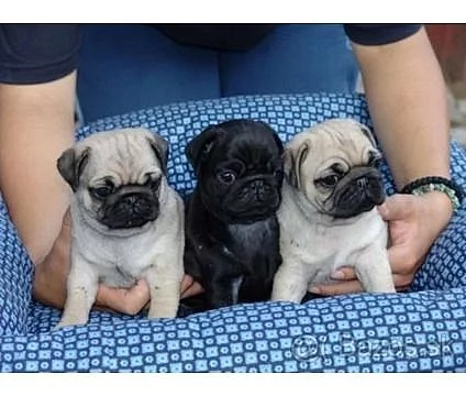 mops