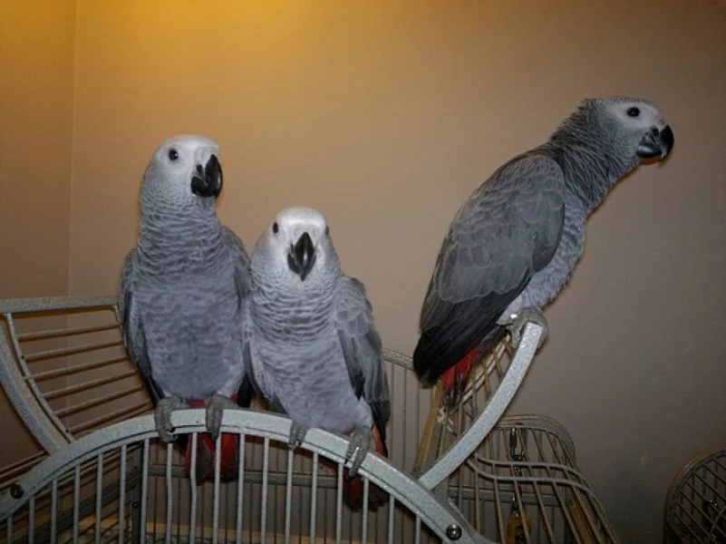 Papoušek šedý- žako