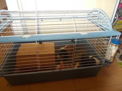 Morčátka i s klecí
