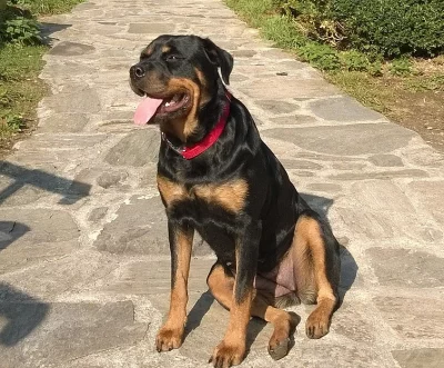 Štěňátka rotvajlera_rezervace