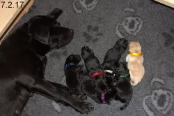 Labradorský retriever s PP