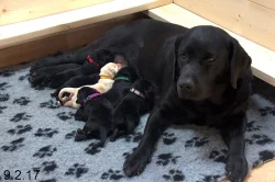 Labradorský retriever s PP