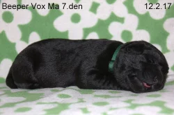Labradorský retriever s PP