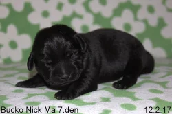Labradorský retriever s PP