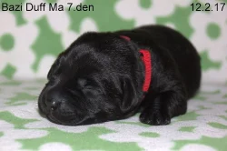 Labradorský retriever s PP