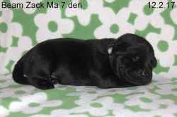 Labradorský retriever s PP