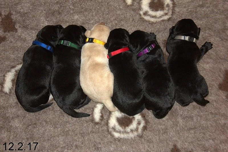 Labradorský retriever s PP