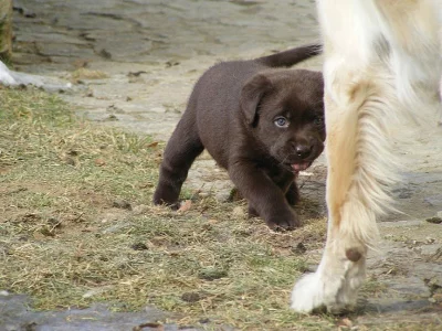 Štěně- fenka Labradorského retrívra