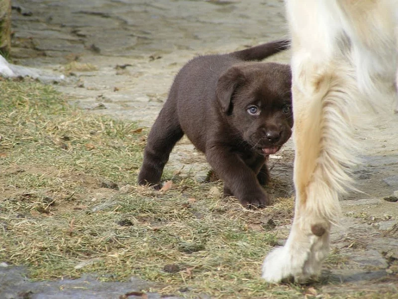 Štěně- fenka Labradorského retrívra