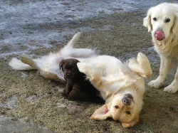 Štěně- fenka Labradorského retrívra