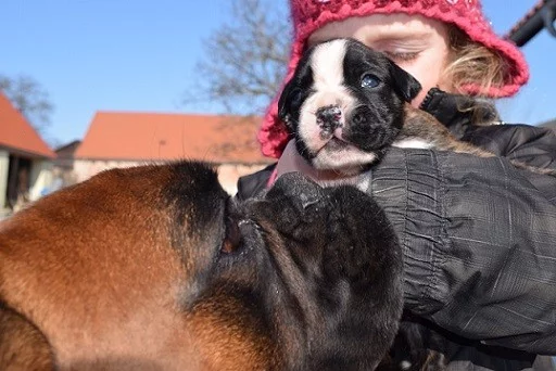 Prodám štěňata boxera s PP