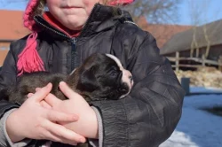 Prodám štěňata boxera s PP