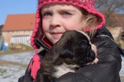 Prodám štěňata boxera s PP