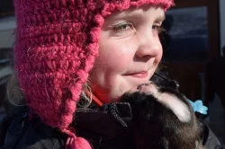 Prodám štěňata boxera s PP