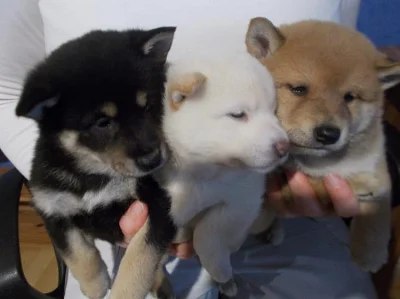Prodám Shiba Inu štěňátka s PP