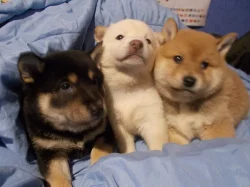 Prodám Shiba Inu štěňátka s PP