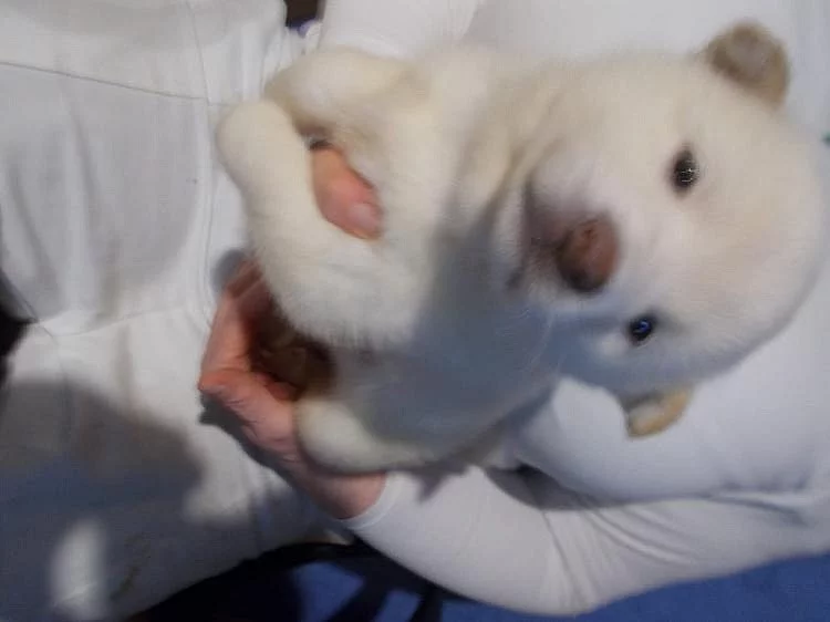 Prodám Shiba Inu štěňátka s PP
